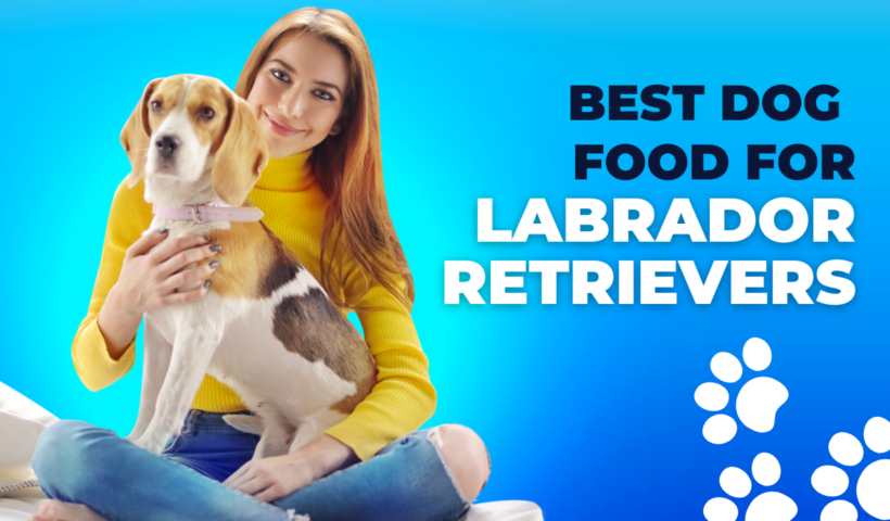 best dog food for labrador retrievers