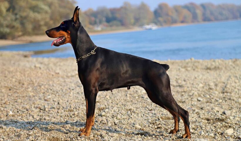 Exploring the Doberman Breed: What to Know Before Getting a Doberman Puppy in Memphis, TN