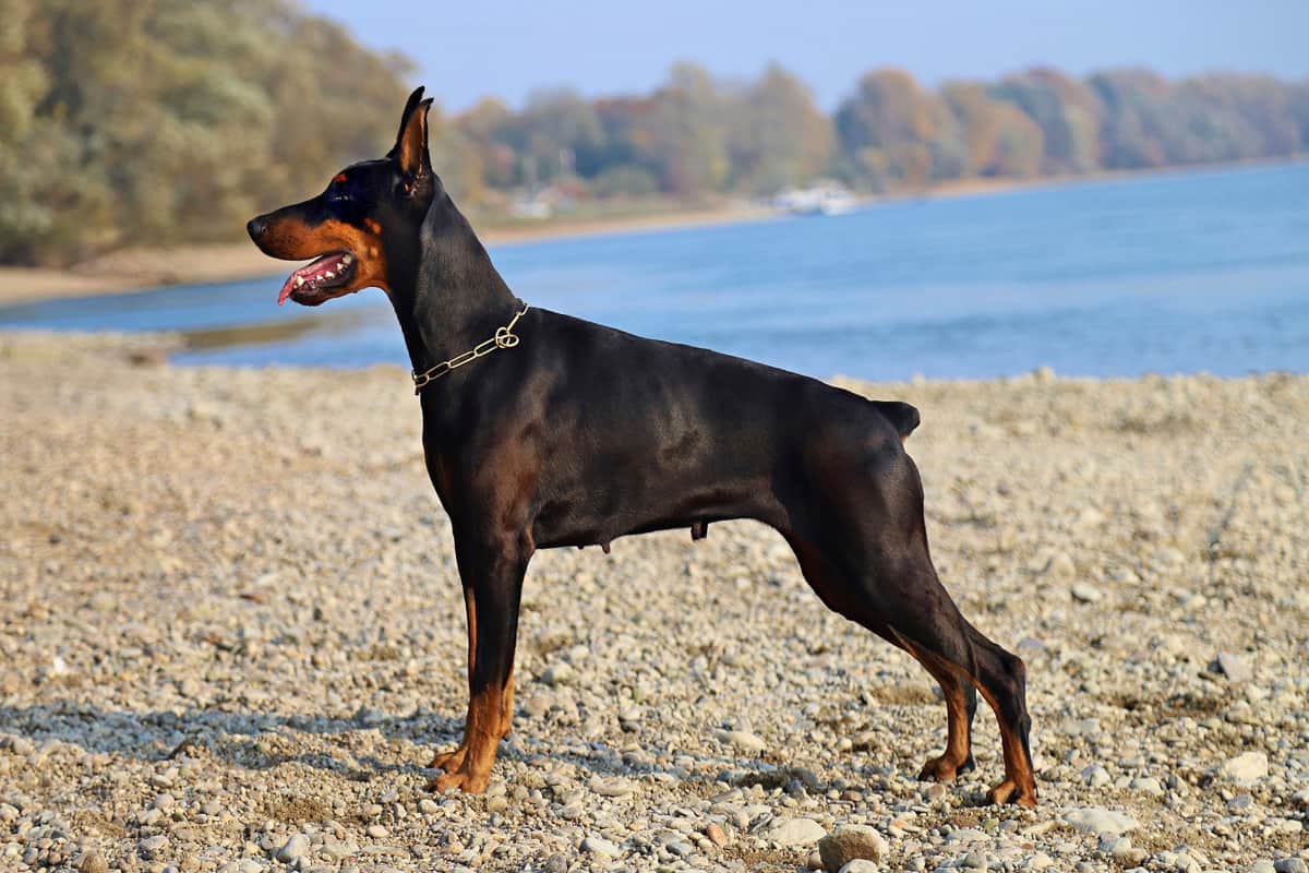 Exploring the Doberman Breed: What to Know Before Getting a Doberman Puppy in Memphis, TN