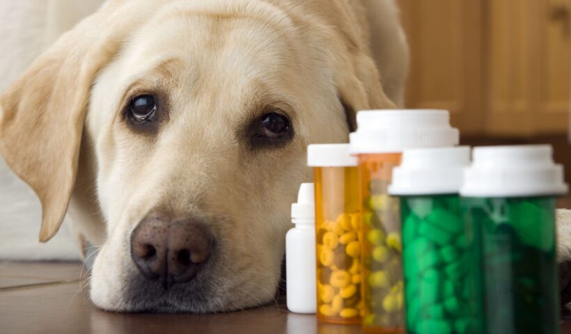 vitamins for dogs' immune systems