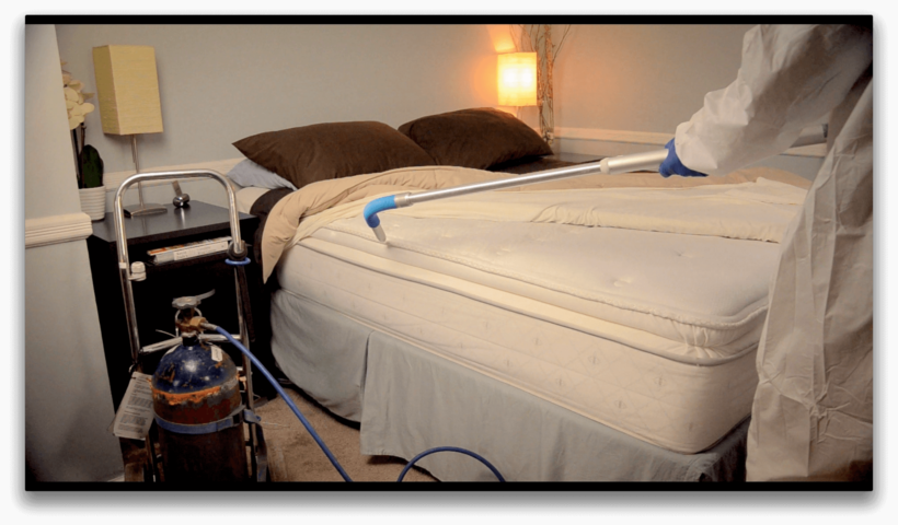 Professional Bed Bug Removal